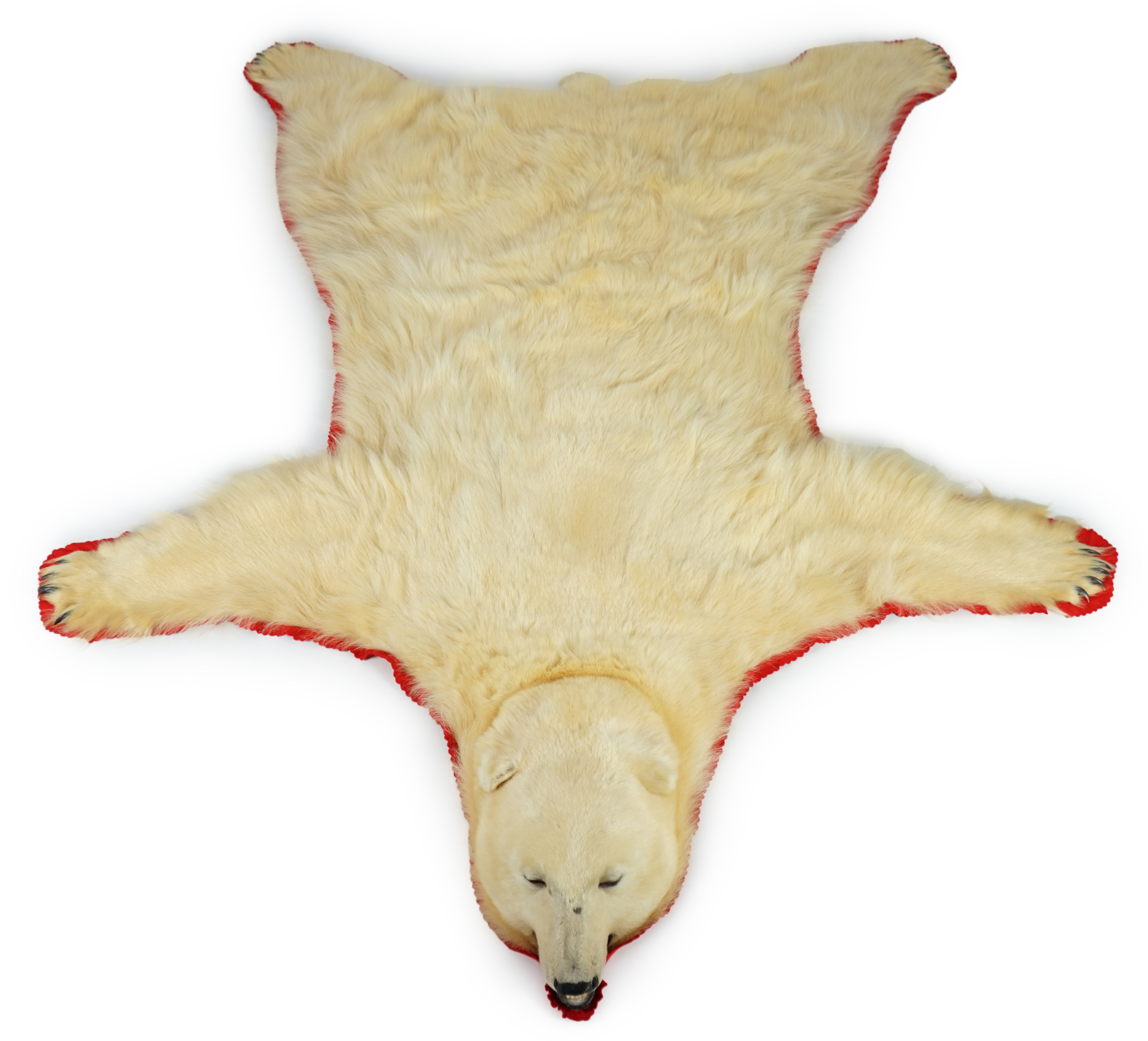 A Ken Hawkins taxidermy polar bear skin rug